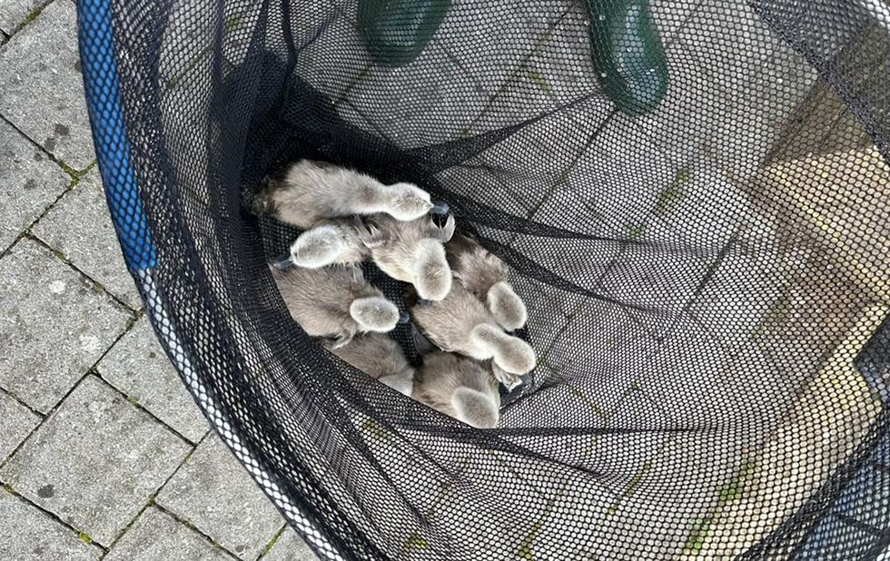 Baby swans rescued after being washed over weir