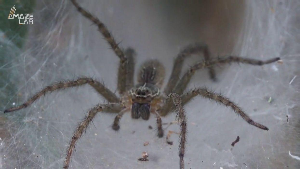 Spiders are raining from the sky in rare phenomenon
