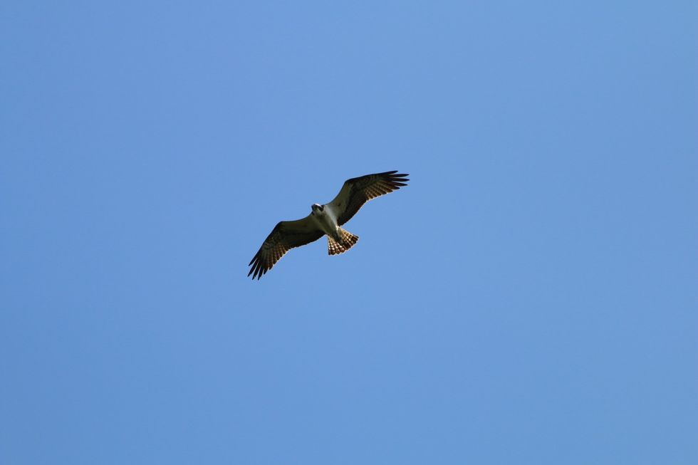 Ospreys breeding in Ireland after 200 years ‘like finding long-lost treasure’
