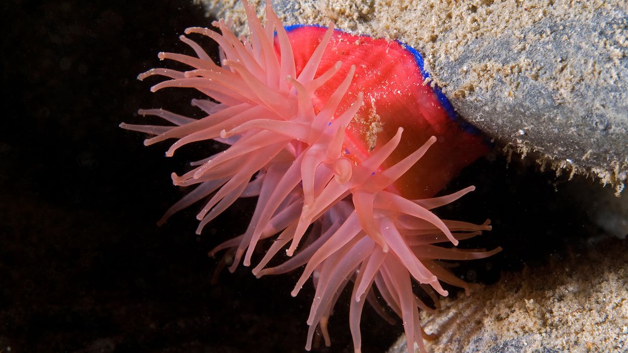 The divers captured an image of a beadlet anemone (Graham Saunders/PA)