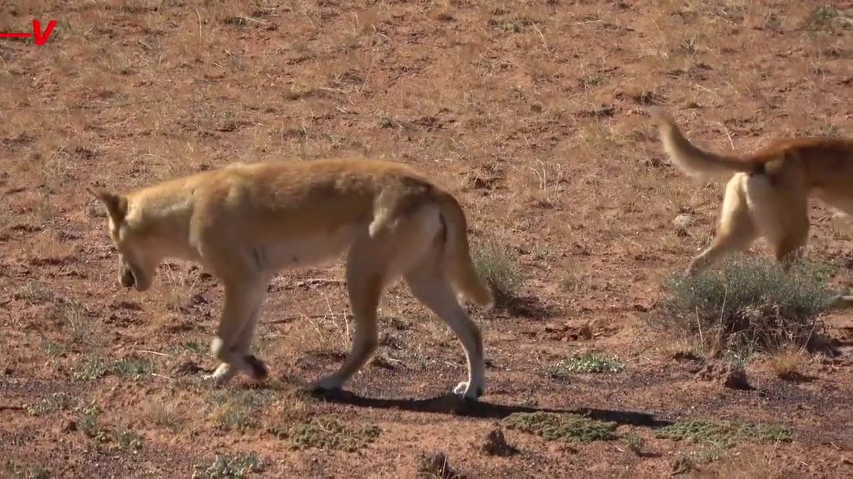 Mutated wolves in Chernobyl have developed abilities to fight cancer