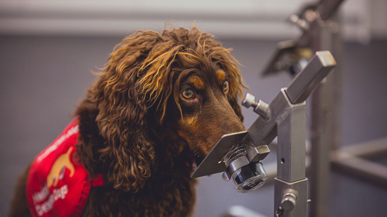 The dogs were able to sniff out samples from people who were infected with coronavirus but were asymptomatic