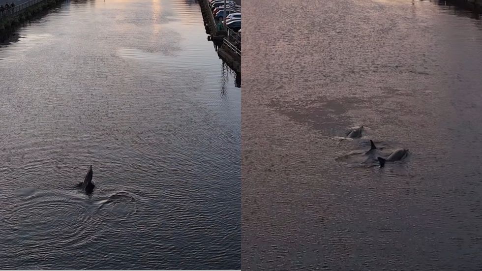 ‘Amazing sight’ as pod of dolphins swim down Cork river at sunset