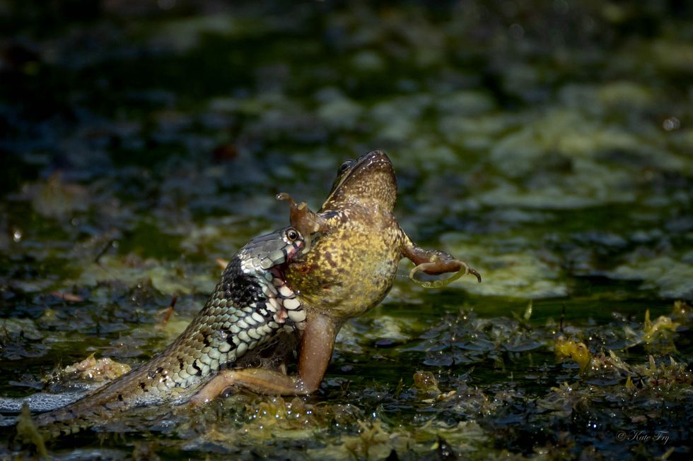 Primary school pupils witness dramatic moment grass snake catches frog