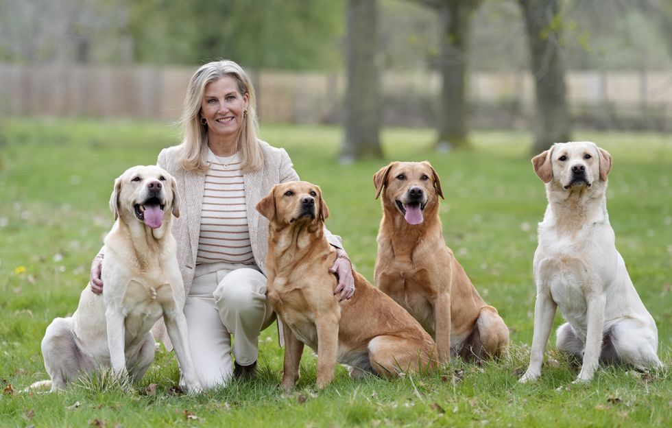 Duchess of Edinburgh ‘tempted to take puppy home’ on labrador club visit