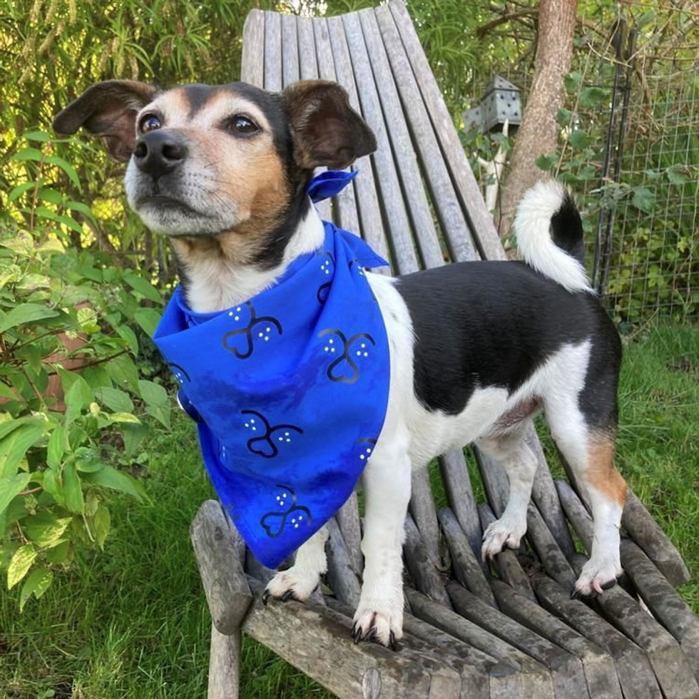 The Duchess\u2019 dog Beth wearing a bandana. Clarence House