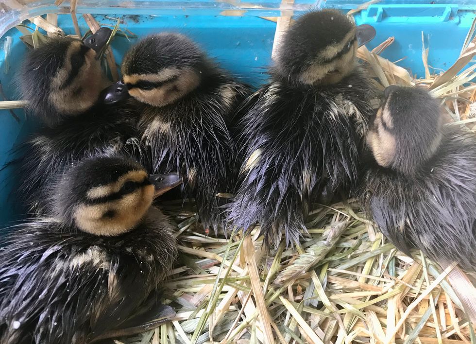 Ducklings rescued from drain as officers lure them out by playing duck sounds