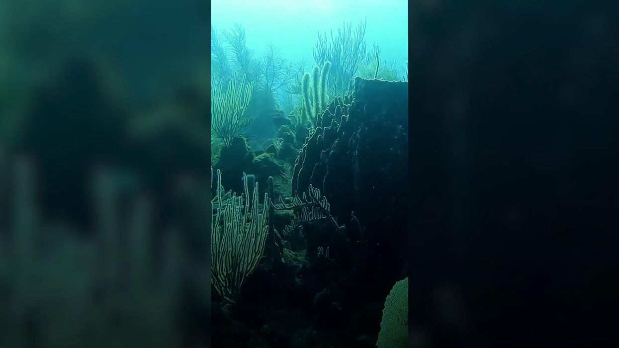 The Duke and Duchess of Cambridge go scuba diving 300m down in Belize reef