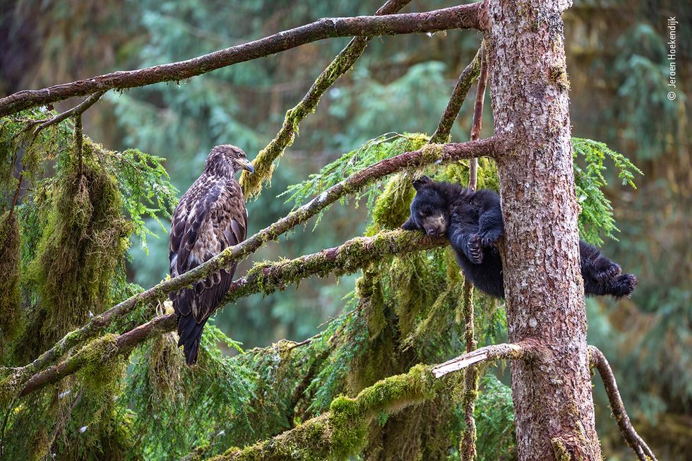 The Eagle and the Bear, taken in Alaska by Jeroen Hoekendijk, from the Netherlands (Jeroen Hoekendijk/Wildlife Photographer of the Year/PA)