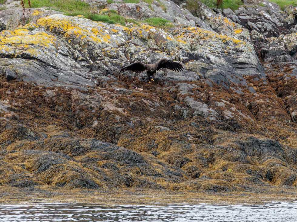 Eagles fledge after protective effort during breeding season