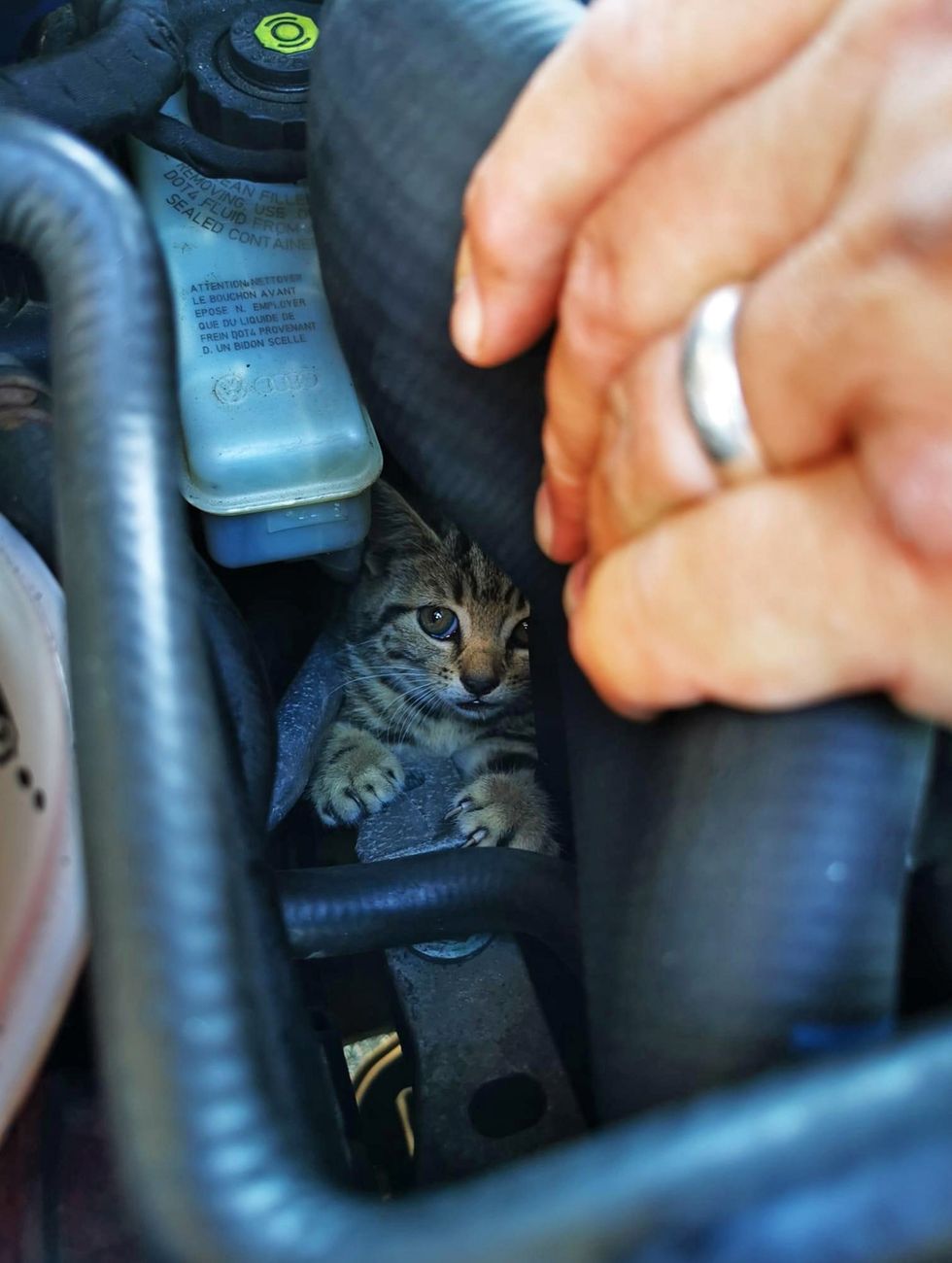 Navy helicopter engineer dismantles car to rescue stray kitten trapped inside