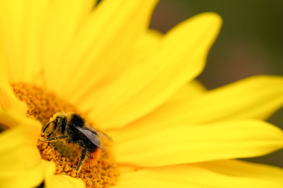 The electrical charge created by visiting bumblebees stimulates some flowers to release more of their sweet-smelling scent, scientists have found (PA)