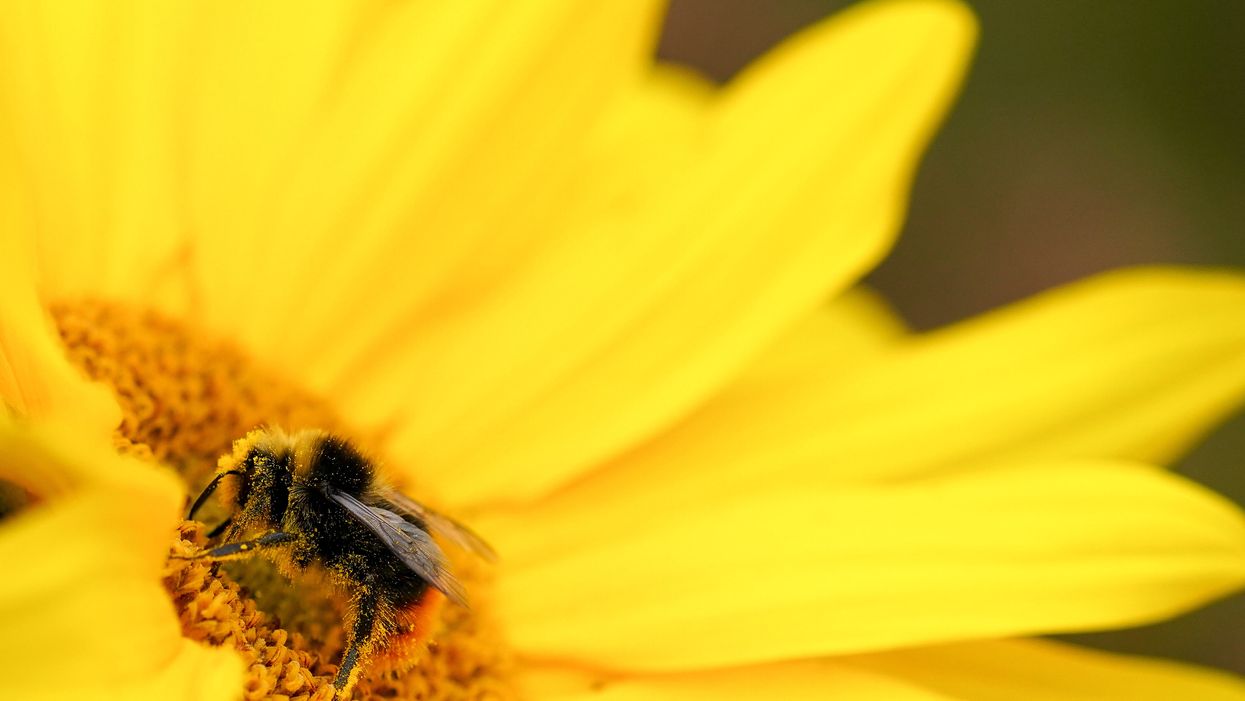 The electrical charge created by visiting bumblebees stimulates some flowers to release more of their sweet-smelling scent, scientists have found (PA)