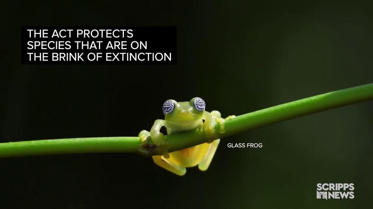 Endangered animal dying off for having 'too much sex and no sleep'