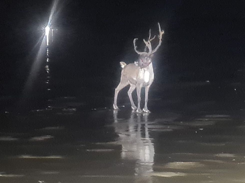 Runaway reindeer sparks huge emergency operation