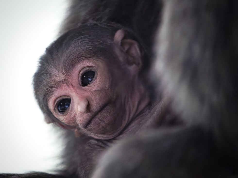 Extremely rare silvery gibbon born at Isle of Man wildlife park