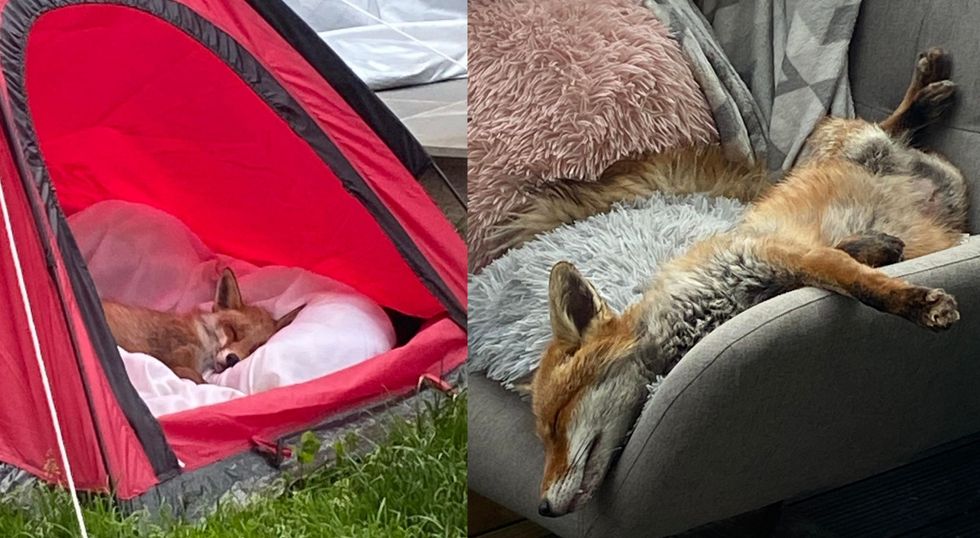 Family rescue injured fox and nurse it back to health in garden tent