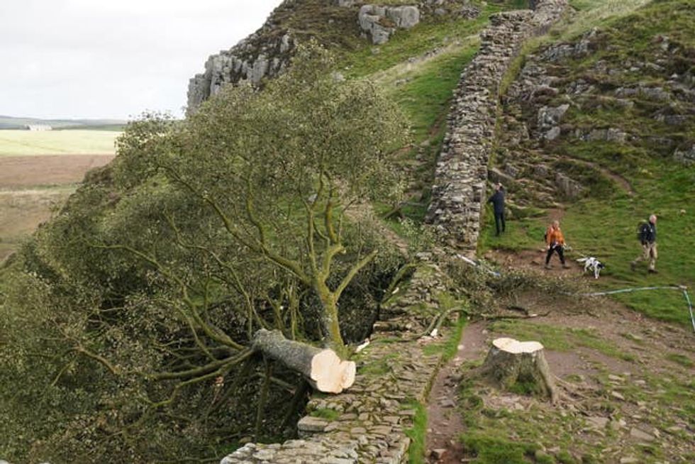The felled Sycamore Gap tree