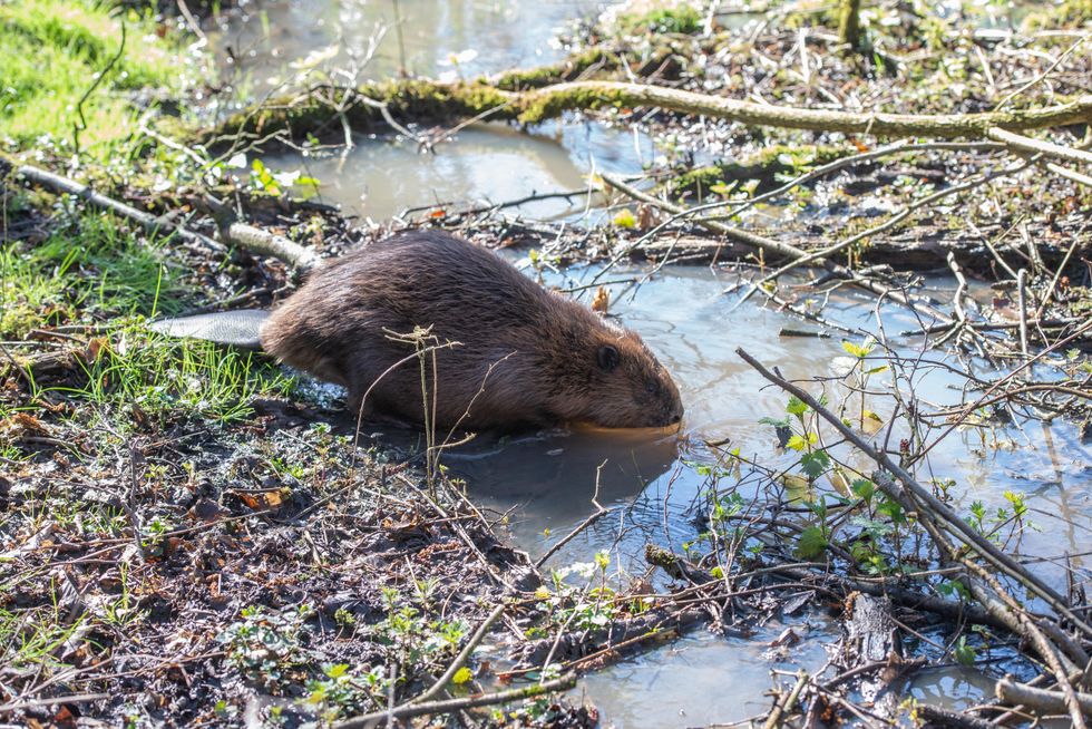 Beavers make a splash with return to London after more than four centuries