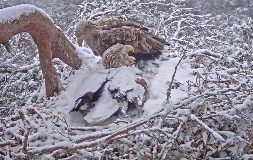 Camera hidden in stick gives ‘phenomenal’ live view of nesting sea eagles