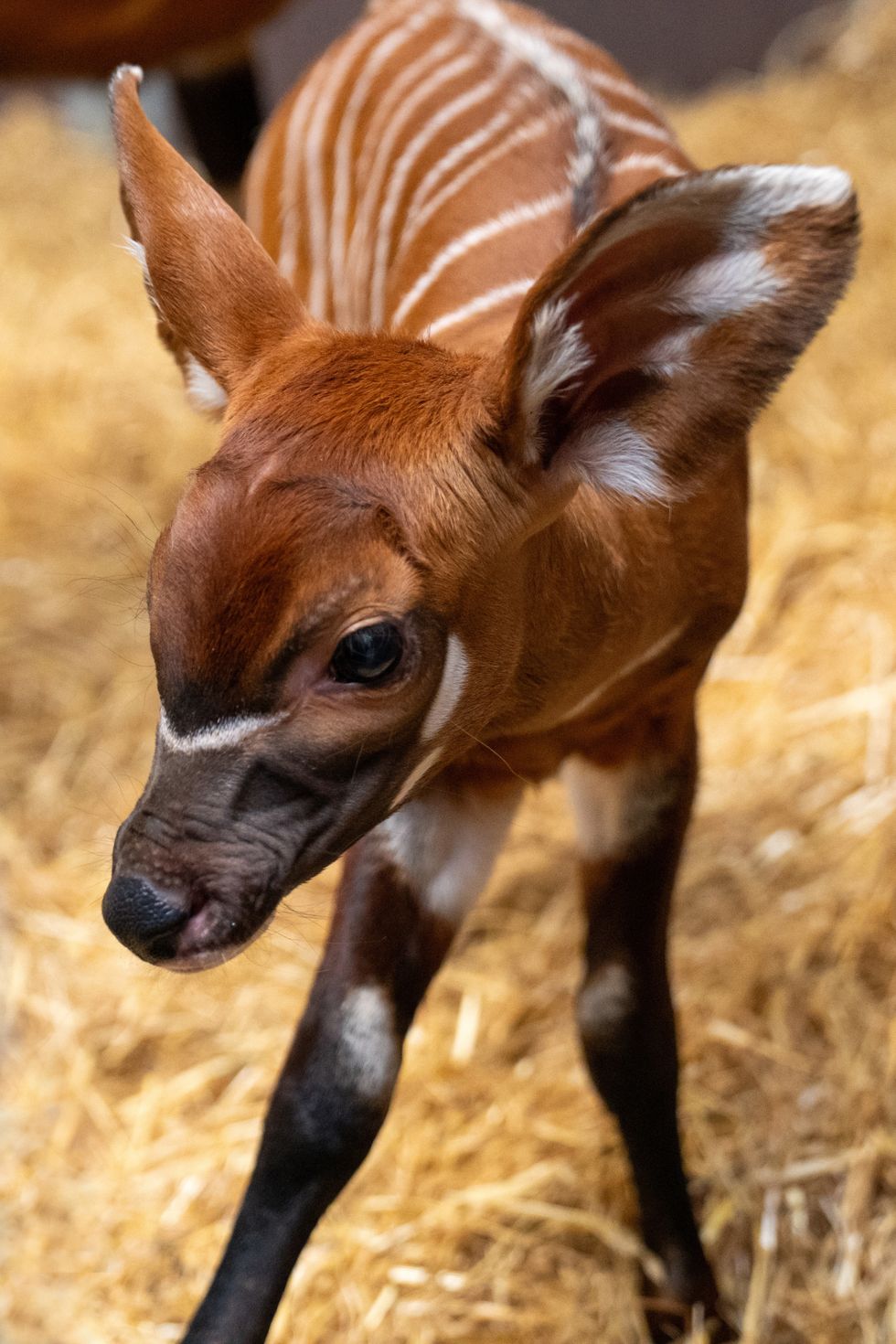 Birth of rare female eastern mountain bongo ‘significant milestone’ for species