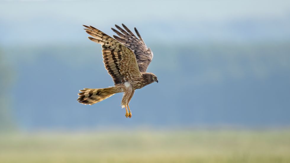 The female Montagu's harrier in flight