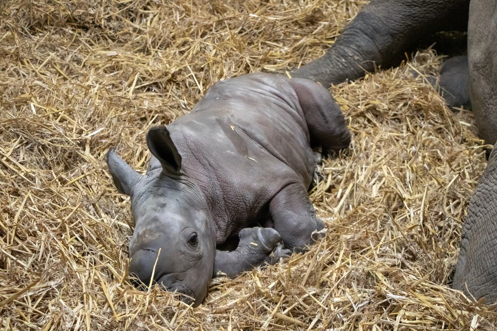 Female rhino born at safari park