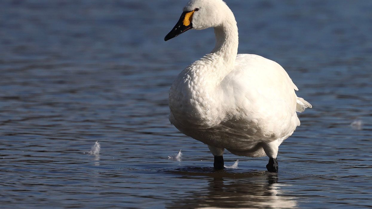 The first Bewick’s swan to arrive at Slimbridge this winter (Jonathan Mercer/Wildfowl & Wetlands Trust/PA)
