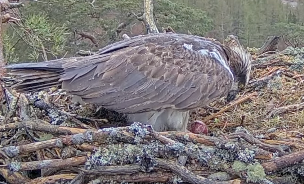 Livestream ospreys welcome first egg of season