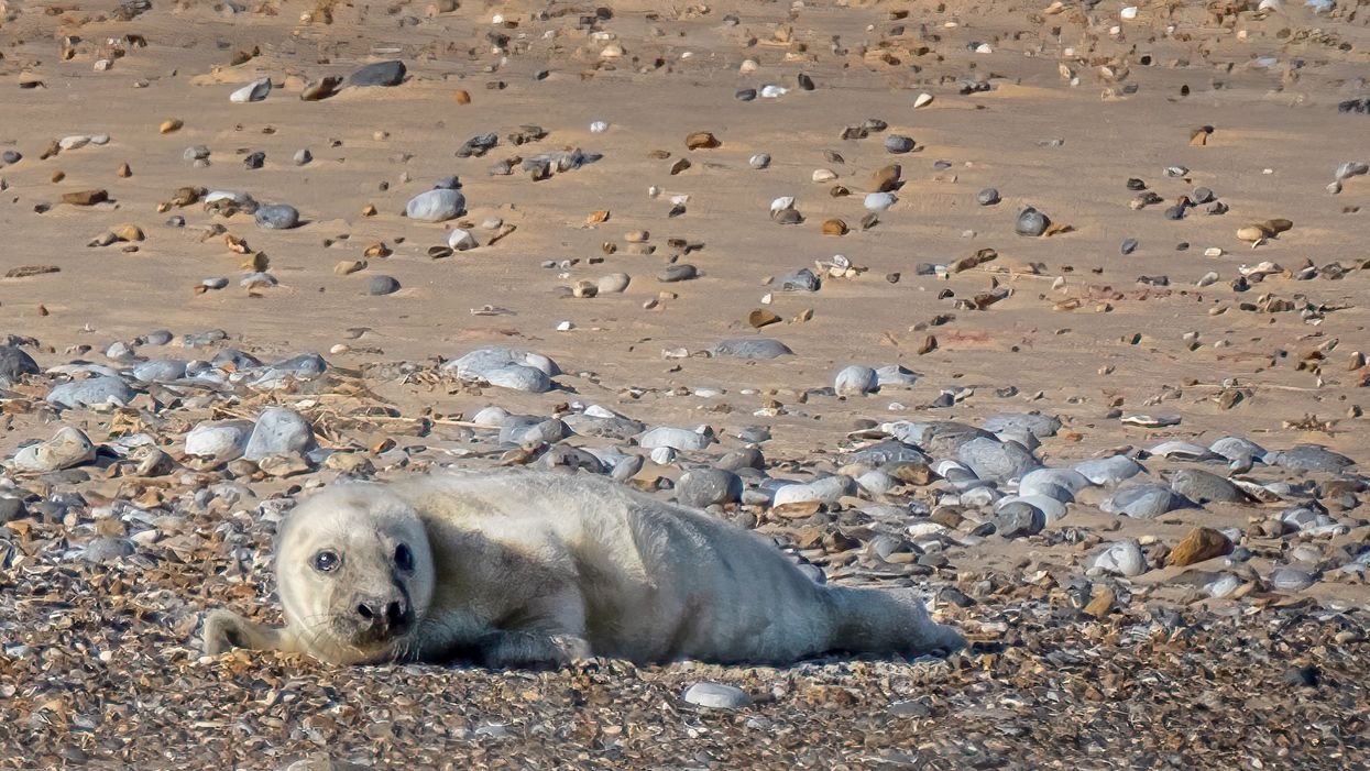 The first grey seal pup of the season has been born at Blakeney Point in Norfolk (Hanne Siebers/ National Trust/ PA)