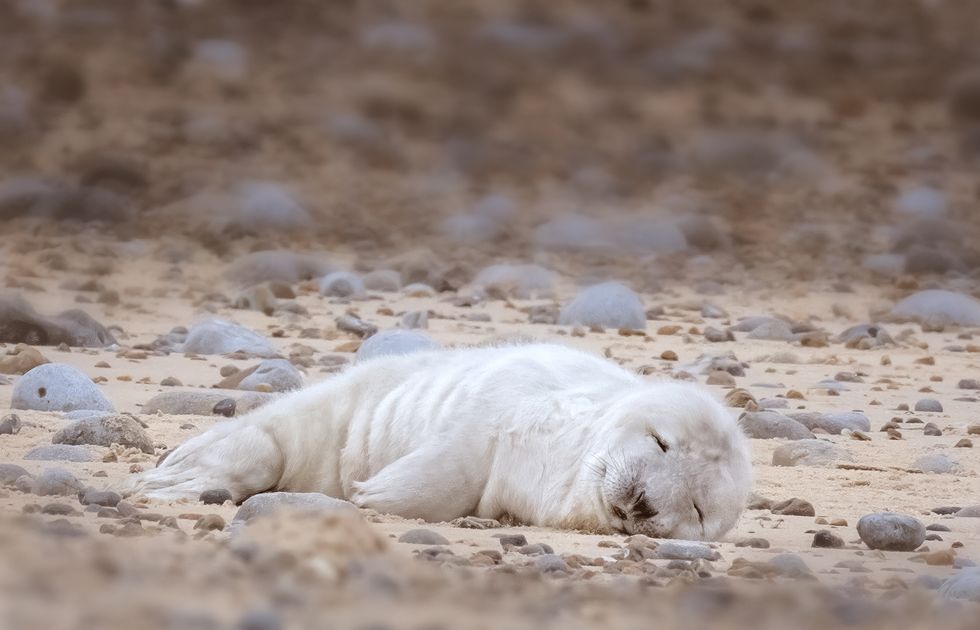 First grey seal pup of the year is born at England’s largest colony