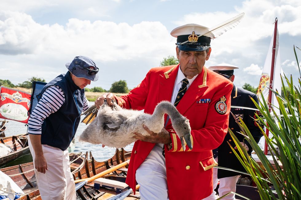 First annual royal swan census of King’s reign gets under way