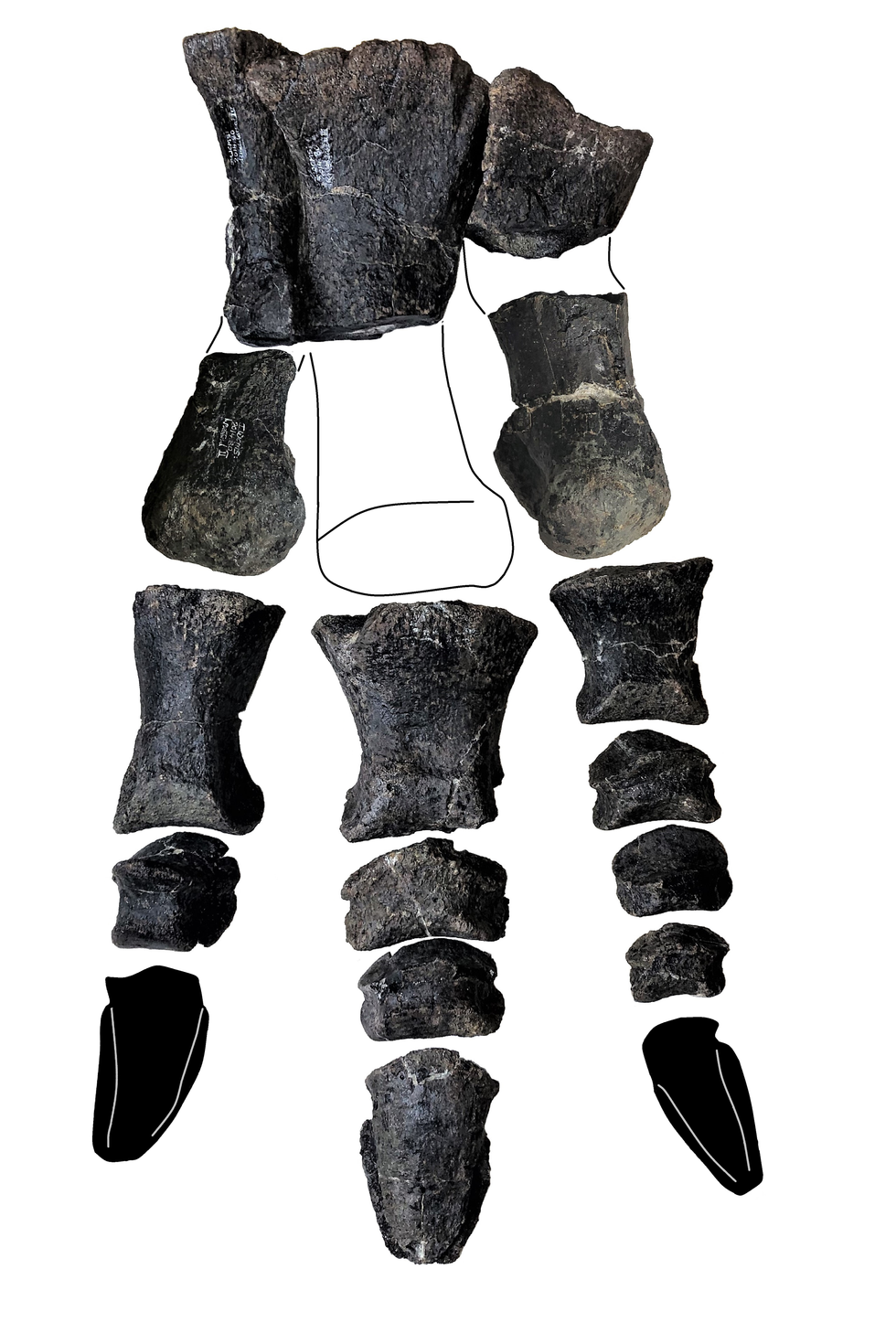 The foot bones of Comptonatus chasei