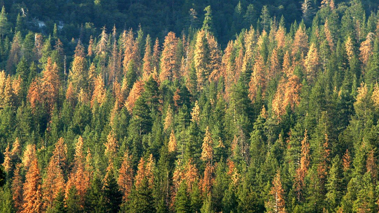 The world's oldest forest dating hundreds of millions of years old has been discovered