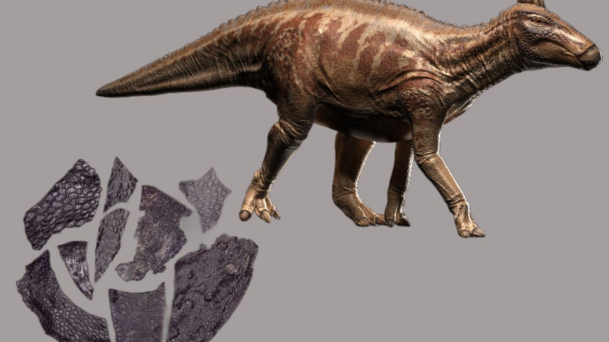 Skin of beast that lived millions of years before dinosaurs discovered in Oklahoma