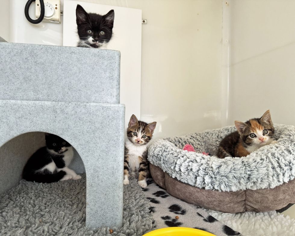The four kittens will soon be rehomed after being rescued in Cornwall (Cats Protection/PA)