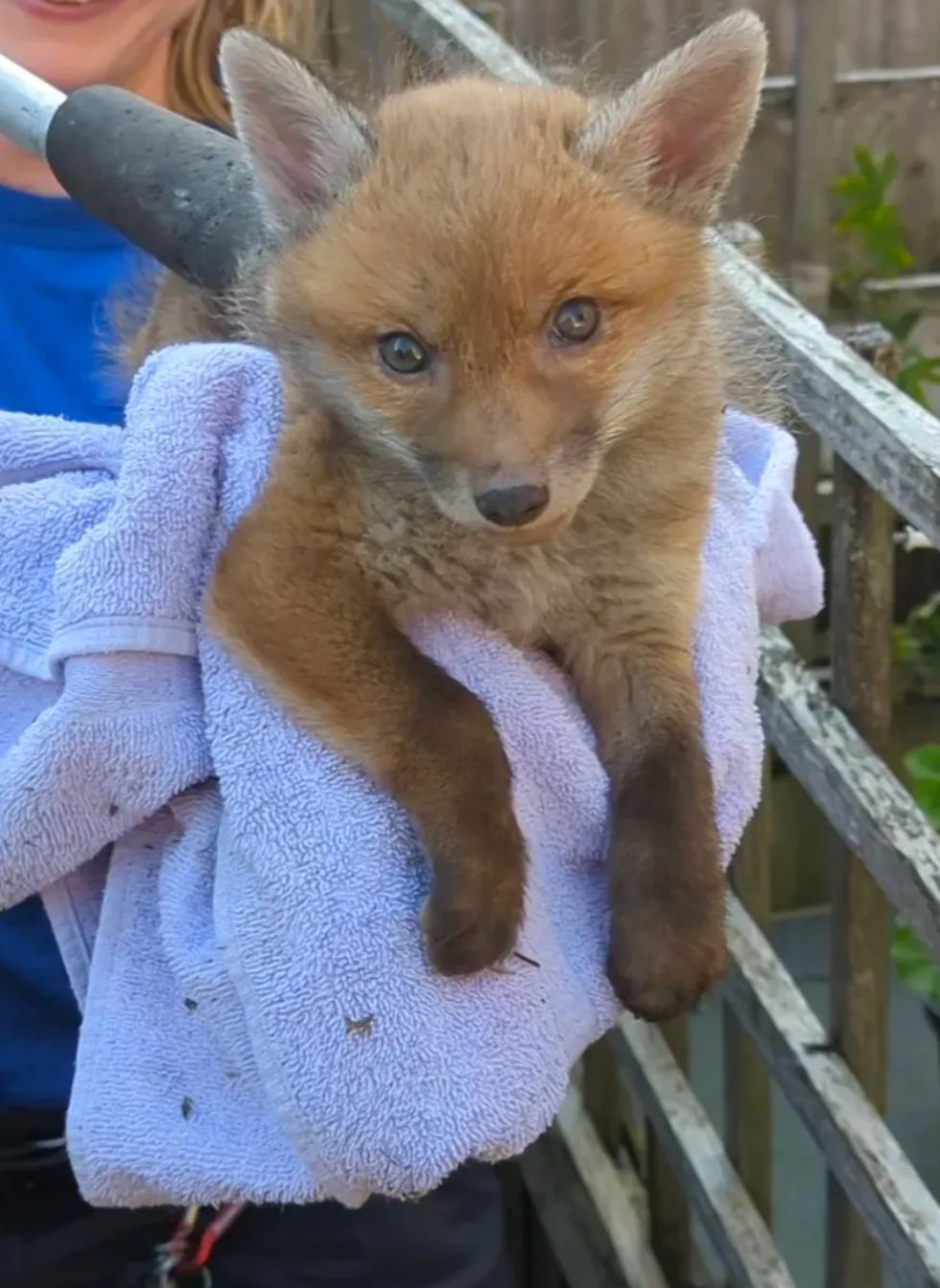 Fox cub stuck in gap after waiting for mother to deliver food rescued by RSPCA