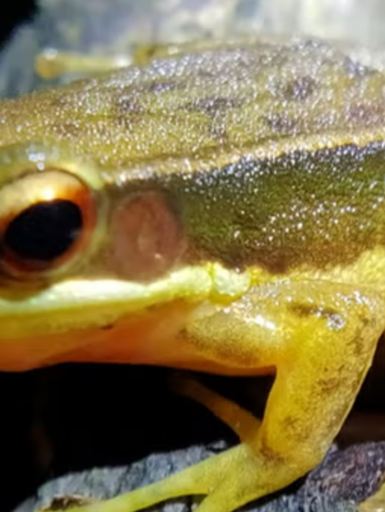 The frog was found in the in the foothills of India’s Western Ghats