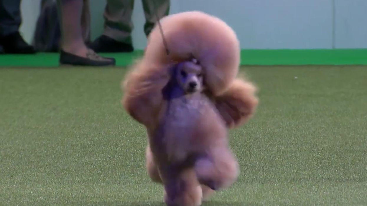 The funniest Crufts fails of 2022 include a rescue dog stealing a souvenir