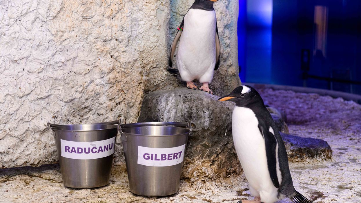The gentoo penguin chicks (Sea Life London Aquarium/PA)