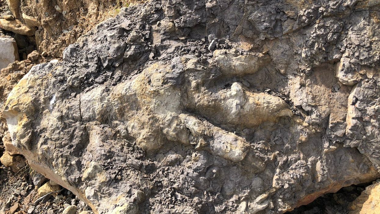 The giant dinosaur footprint found on a Yorkshire beach