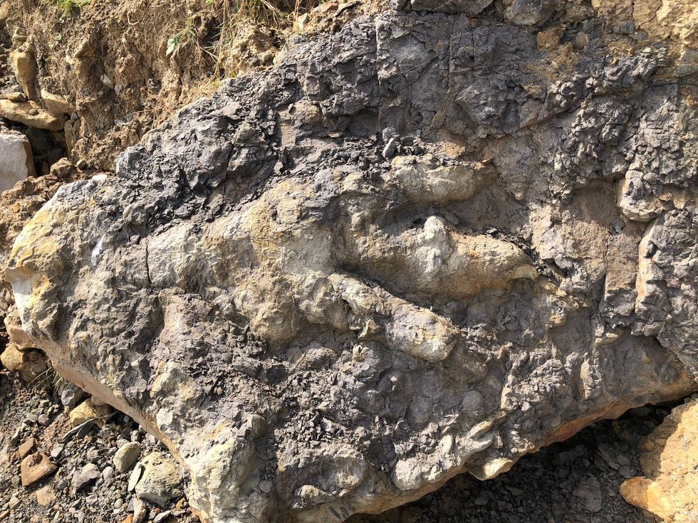 The giant dinosaur footprint found on a Yorkshire beach