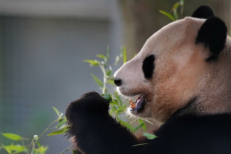 Zoo visitors in final farewell to pandas ahead of return to China