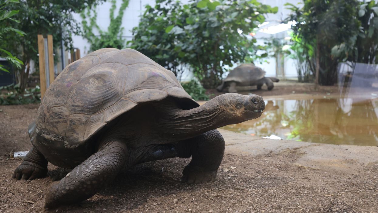 The giant tortoises have been enjoying exploring their new home (James Manning/PA)