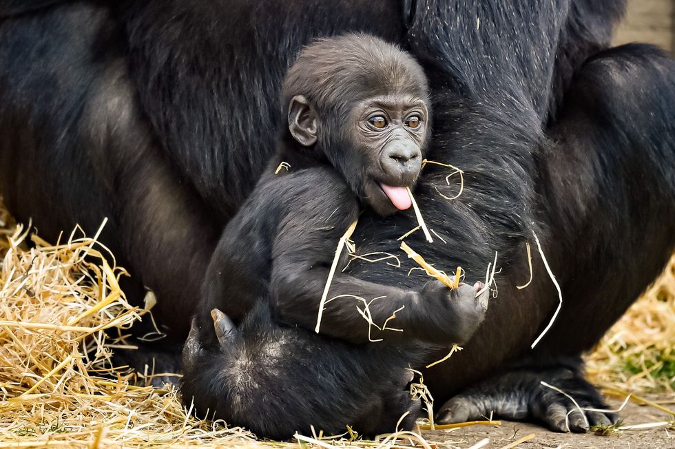 The gorilla will not be weaned until he is around four years old (Ben Birchall/PA)