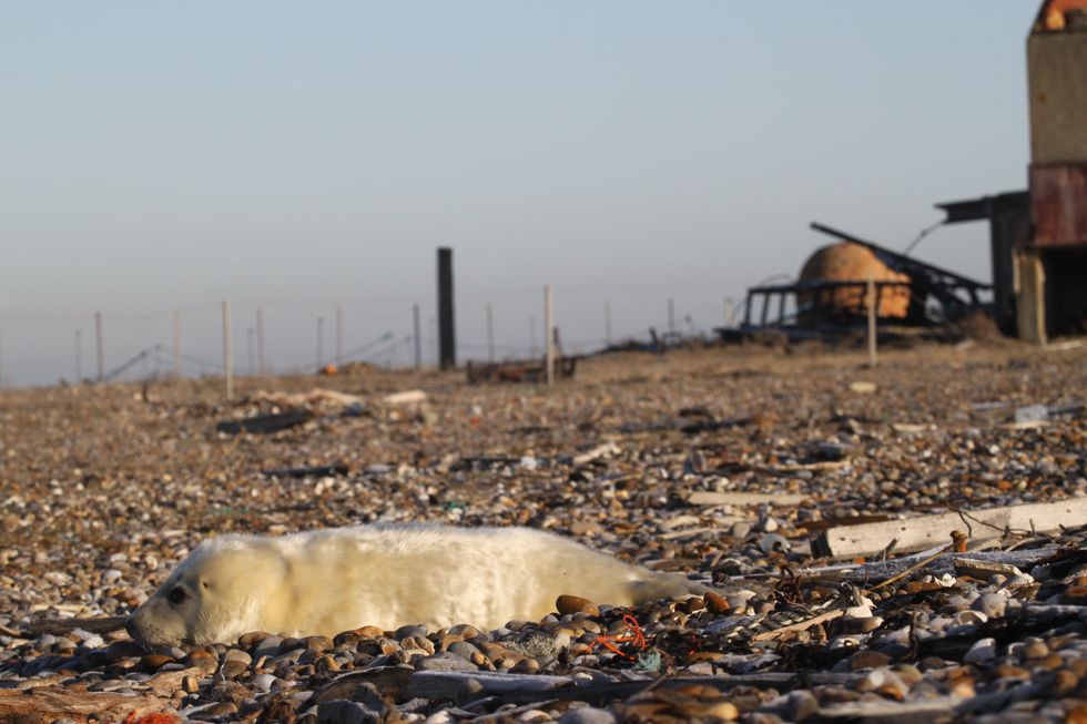 The grey seals first arrived at Orford Ness in 2021, after a drop in visitor numbers during the pandemic. (Andrew Capell/ National Trust/ PA)