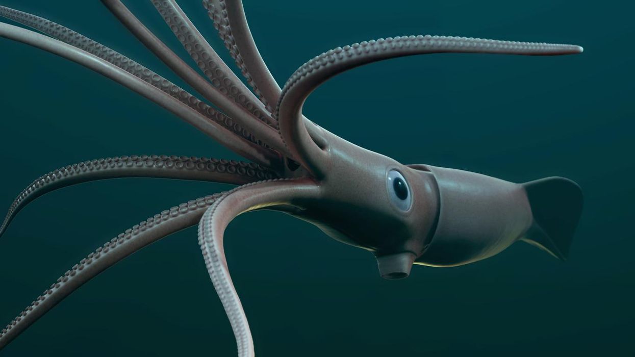 Giant squid caught by fisherman dubbed a 'monster of the deep'