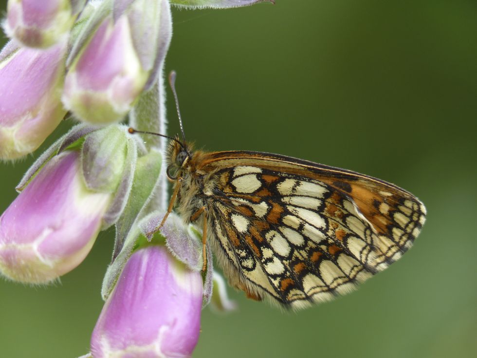 Exmoor estate sees resurgence of rare butterfly once on brink of extinction