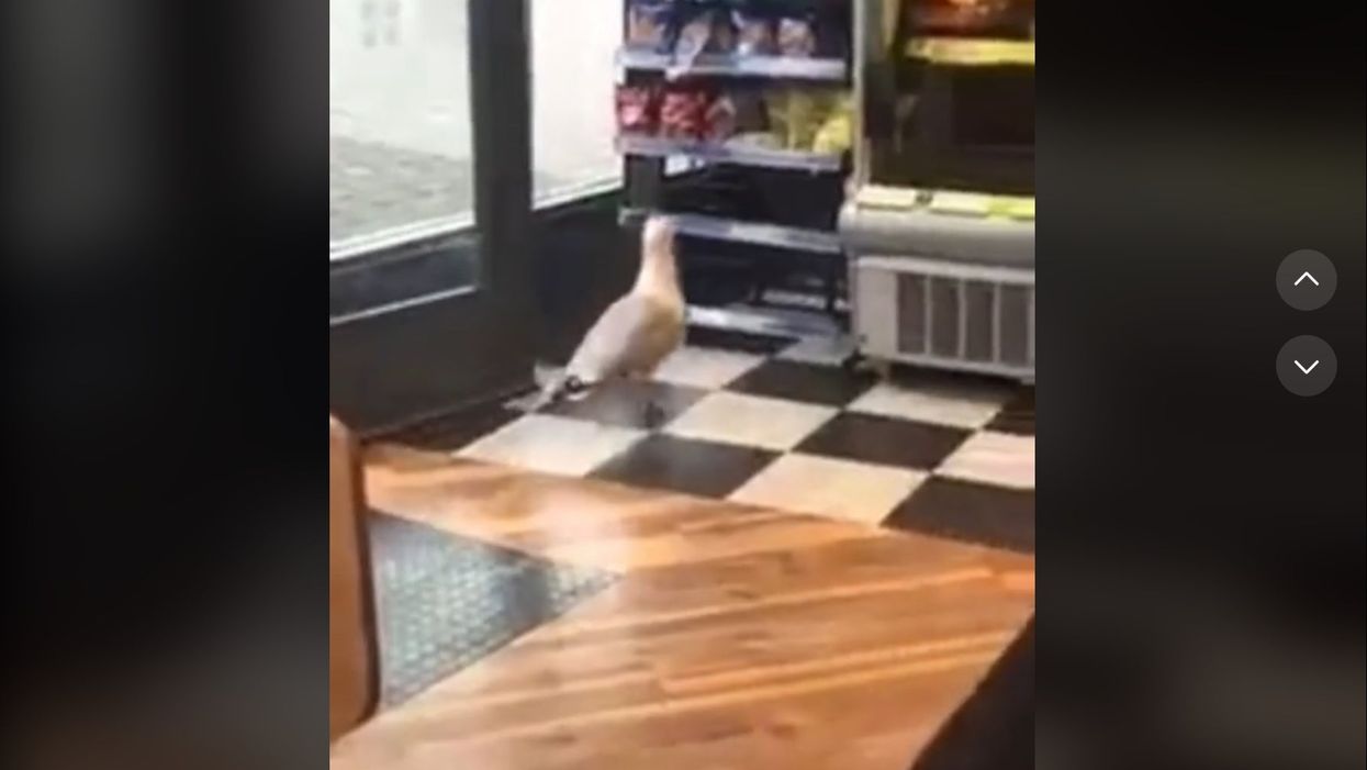 <p>The hilarious video shown the sneaky seagull swipe a packet of their favourite crisps </p>