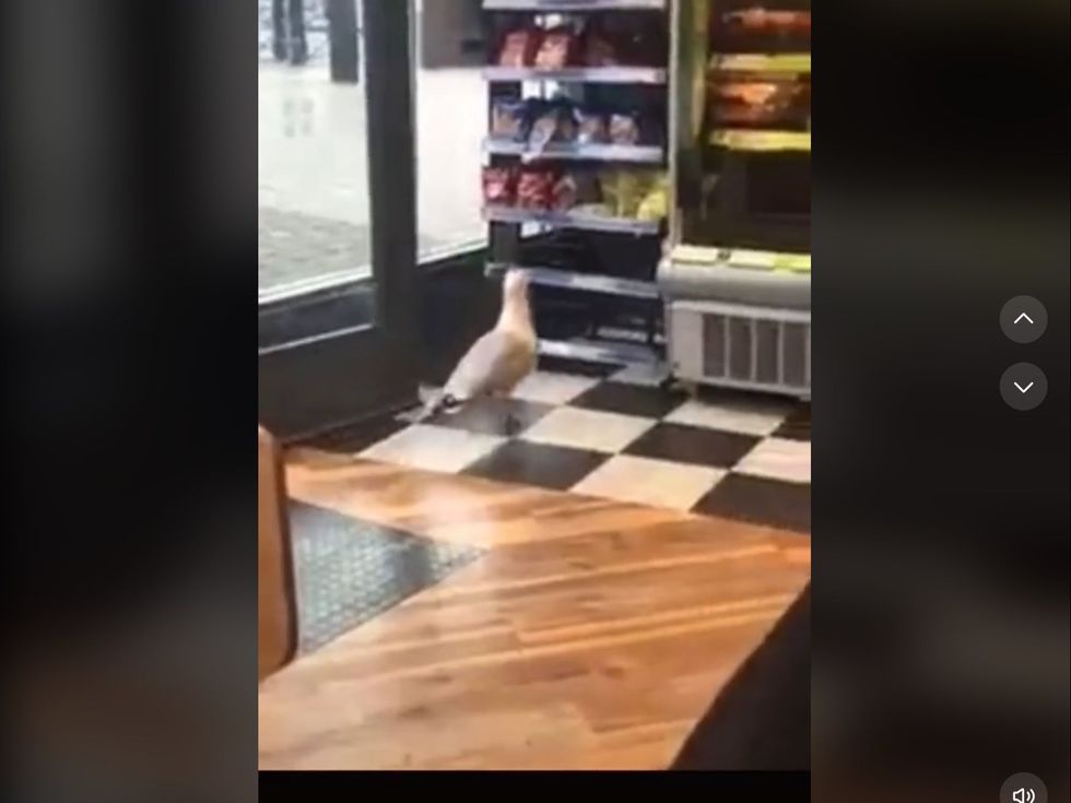 <p>The hilarious video shown the sneaky seagull swipe a packet of their favourite crisps </p>